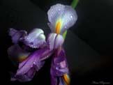 unknow artist Realistic Orchid Sweden oil painting art